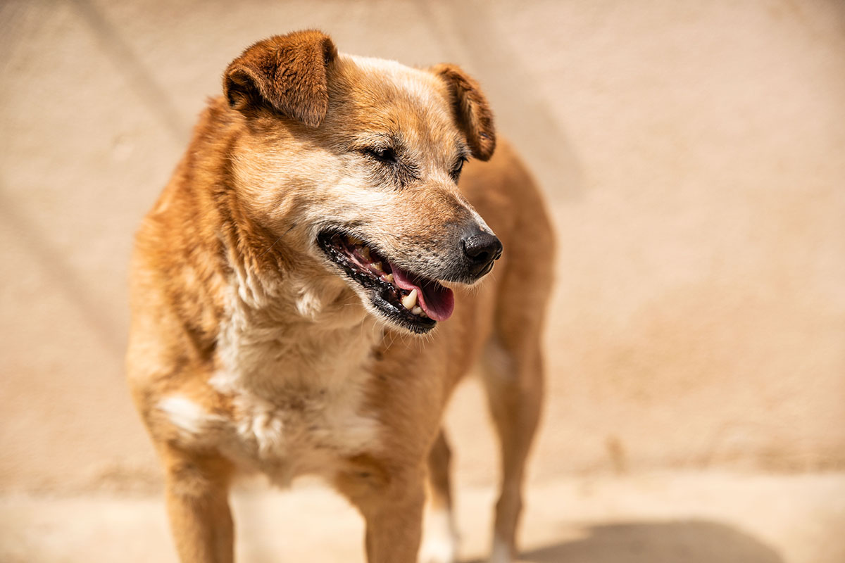 Hund schüttelt sich