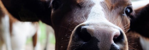 Global Change for Animal Rights – UN Committee Publishes New General Comment